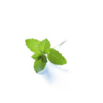 mocovi Hosting